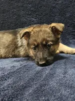 Killi, a female German Shepherd Dog for sale in Spring Green, WI – Photo 5 of 7