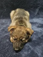 Killi, a female German Shepherd Dog for sale in Spring Green, WI – Photo 4 of 7