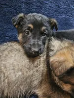 Anton, a male German Shepherd Dog for sale in Spring Green, WI – Photo 2 of 4