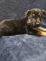 Anton, a male German Shepherd Dog for sale in Spring Green, WI – Photo 3 of 4