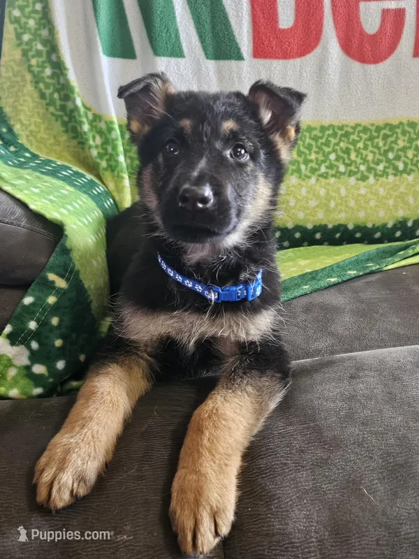 Anton – German Shepherd Dog puppy for sale in Spring Green, WI