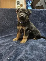 Anton, a male German Shepherd Dog for sale in Spring Green, WI – Photo 1 of 4