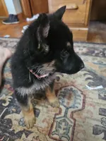 Pinki, a female German Shepherd Dog for sale in Spring Green, WI – Photo 4 of 4