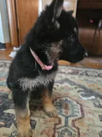 Pinki, a female German Shepherd Dog for sale in Spring Green, WI – Photo 1 of 4