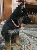 Pinki, a female German Shepherd Dog for sale in Spring Green, WI – Photo 3 of 4