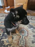 Pinki, a female German Shepherd Dog for sale in Spring Green, WI – Photo 2 of 4