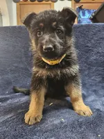 HONEY, a female German Shepherd Dog for sale in Spring Green, WI – Photo 1 of 5