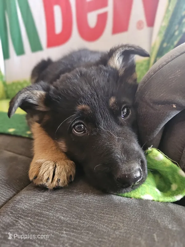 HONEY – German Shepherd Dog puppy for sale in Spring Green, WI