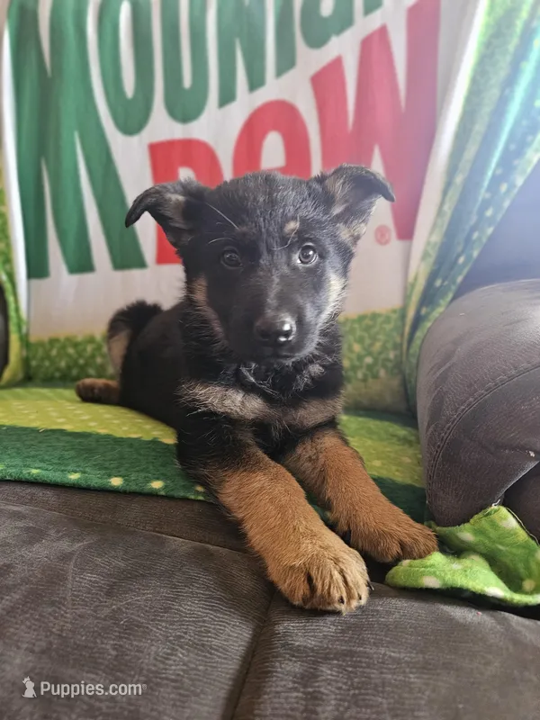 HONEY – German Shepherd Dog puppy for sale in Spring Green, WI