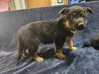 HONEY, a female German Shepherd Dog for sale in Spring Green, WI – Photo 3 of 5