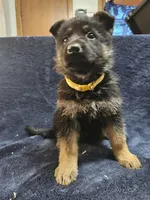 HONEY, a female German Shepherd Dog for sale in Spring Green, WI – Photo 4 of 5