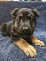 HONEY, a female German Shepherd Dog for sale in Spring Green, WI – Photo 2 of 5