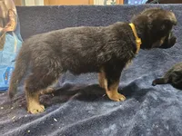 HONEY, a female German Shepherd Dog for sale in Spring Green, WI – Photo 5 of 5