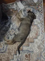 Aowen, a female German Shepherd Dog for sale in Spring Green, WI – Photo 7 of 8