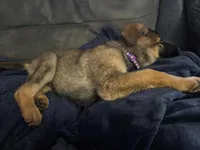 Aowen, a female German Shepherd Dog for sale in Spring Green, WI – Photo 8 of 8