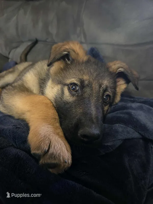 Aowen – German Shepherd Dog puppy for sale in Spring Green, WI
