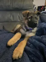 Aowen, a female German Shepherd Dog for sale in Spring Green, WI – Photo 5 of 8
