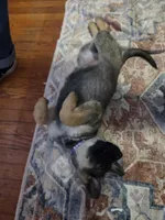 Aowen, a female German Shepherd Dog for sale in Spring Green, WI – Photo 4 of 8