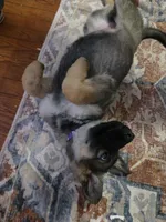 Aowen, a female German Shepherd Dog for sale in Spring Green, WI – Photo 2 of 8