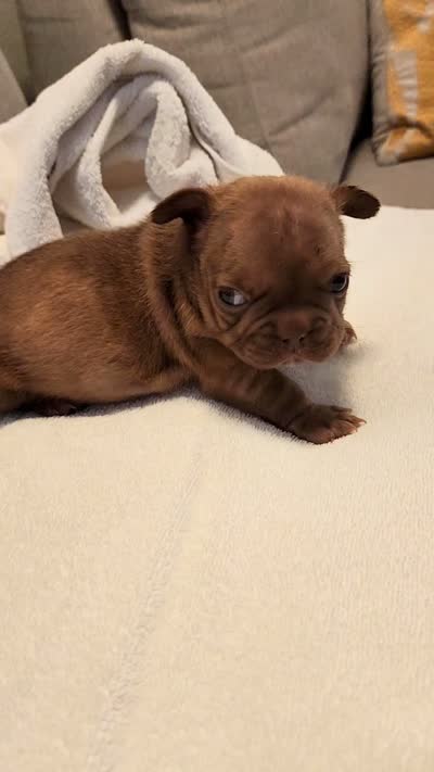 Coco Puff , a female French Bulldog for sale in Las Vegas, NV – 10 of 10