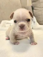 Winston , a male French Bulldog for sale in Las Vegas, NV – 8 of 10