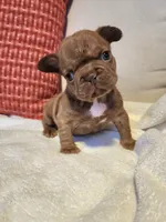Coco Puff , a female French Bulldog for sale in Las Vegas, NV – 7 of 10