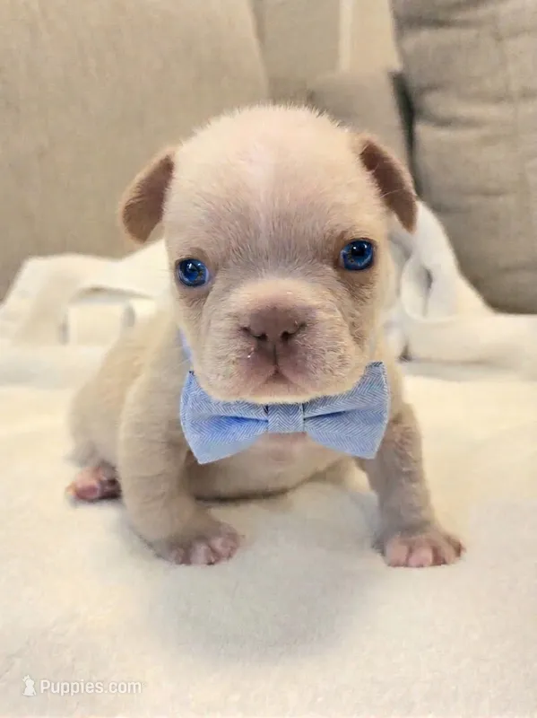 Winston  – French Bulldog puppy for sale in Las Vegas, NV