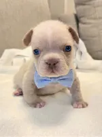 Winston , a male French Bulldog for sale in Las Vegas, NV – 1 of 10