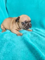 Squirt, a male French Bulldog for sale in Las Vegas, NV – Photo 8 of 9