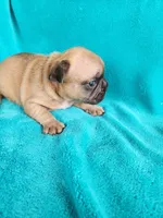 Squirt, a male French Bulldog for sale in Las Vegas, NV – Photo 3 of 9