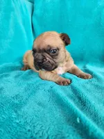 Squirt, a male French Bulldog for sale in Las Vegas, NV – Photo 6 of 9