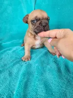 Squirt, a male French Bulldog for sale in Las Vegas, NV – Photo 5 of 9