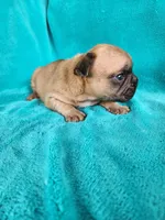 Squirt, a male French Bulldog for sale in Las Vegas, NV – Photo 2 of 9