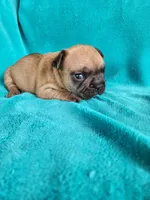 Squirt, a male French Bulldog for sale in Las Vegas, NV – Photo 9 of 9