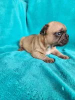 Squirt, a male French Bulldog for sale in Las Vegas, NV – Photo 7 of 9