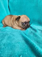 Squirt, a male French Bulldog for sale in Las Vegas, NV – Photo 4 of 9