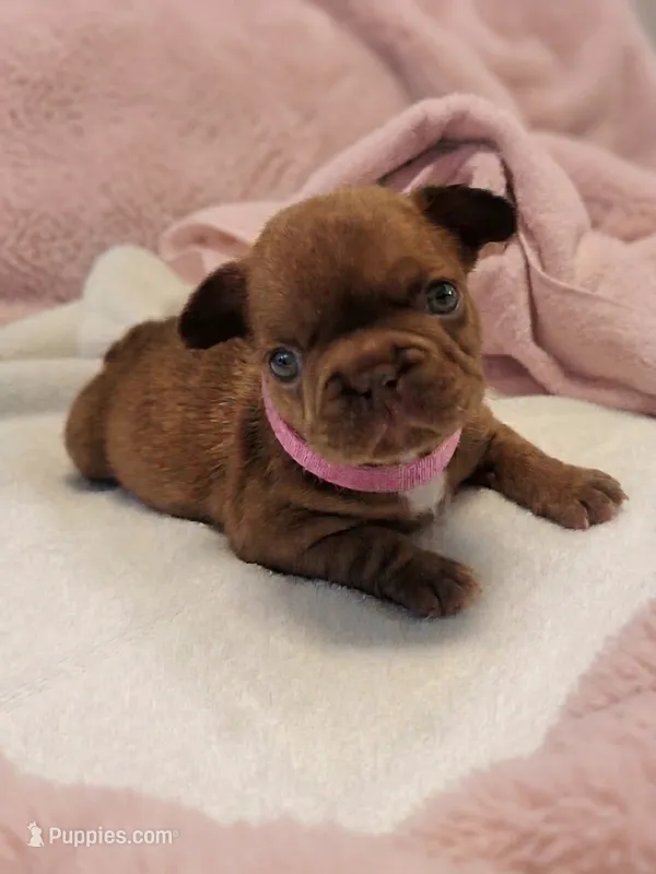 Coco Puff  – French Bulldog puppy for sale in Las Vegas, NV