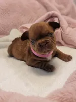 Coco Puff , a female French Bulldog for sale in Las Vegas, NV – 1 of 10