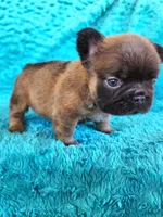 Fluffy Bear , a male French Bulldog for sale in Las Vegas, NV – Photo 1 of 8