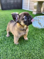 Fluffy Bear , a male French Bulldog for sale in Las Vegas, NV – Photo 8 of 9