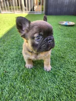 Fluffy Bear , a male French Bulldog for sale in Las Vegas, NV – Photo 7 of 9