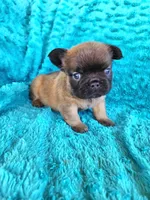 Fluffy Bear , a male French Bulldog for sale in Las Vegas, NV – Photo 6 of 8