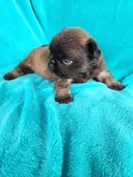 Chocolate , a male French Bulldog for sale in Las Vegas, NV – Photo 4 of 6