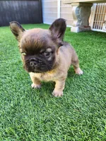 Fluffy Bear , a male French Bulldog for sale in Las Vegas, NV – Photo 3 of 9