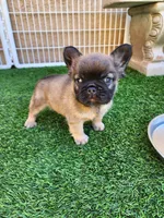 Fluffy Bear , a male French Bulldog for sale in Las Vegas, NV – Photo 9 of 9