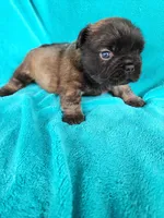 Chocolate , a male French Bulldog for sale in Las Vegas, NV – Photo 5 of 6