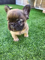 Fluffy Bear , a male French Bulldog for sale in Las Vegas, NV – Photo 5 of 9