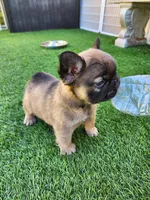 Fluffy Bear , a male French Bulldog for sale in Las Vegas, NV – Photo 6 of 9