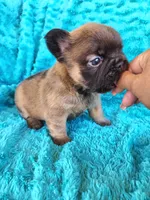Fluffy Bear , a male French Bulldog for sale in Las Vegas, NV – Photo 4 of 8