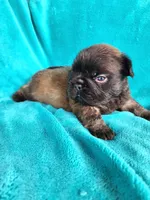 Chocolate , a male French Bulldog for sale in Las Vegas, NV – Photo 3 of 6